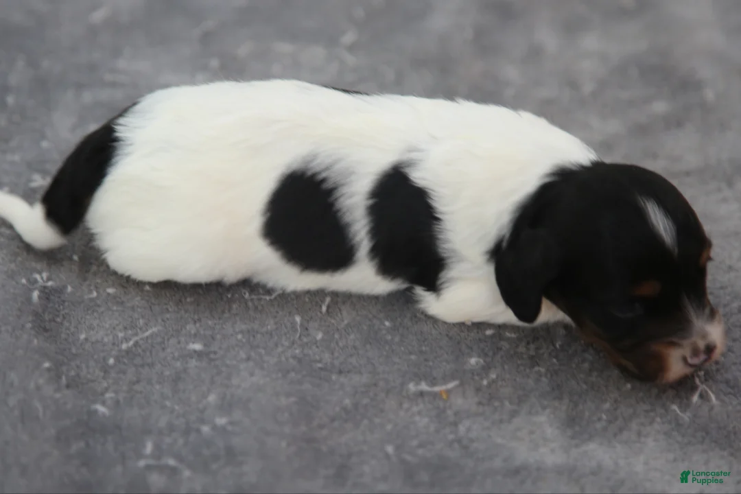 Dachshund dogs for sale: Black and Tan Piebald Male - Ad 2