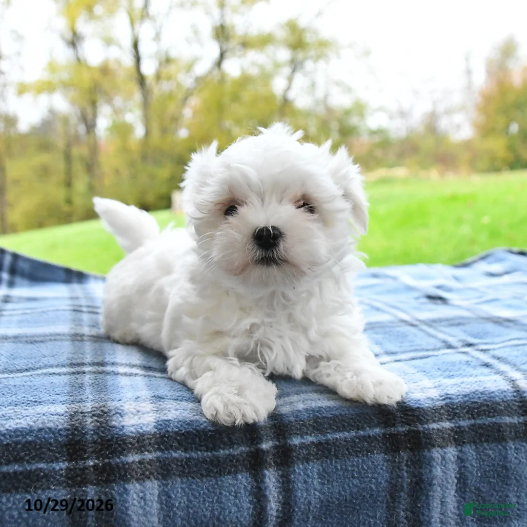 Maltese dogs for sale: Fern - Ad 2