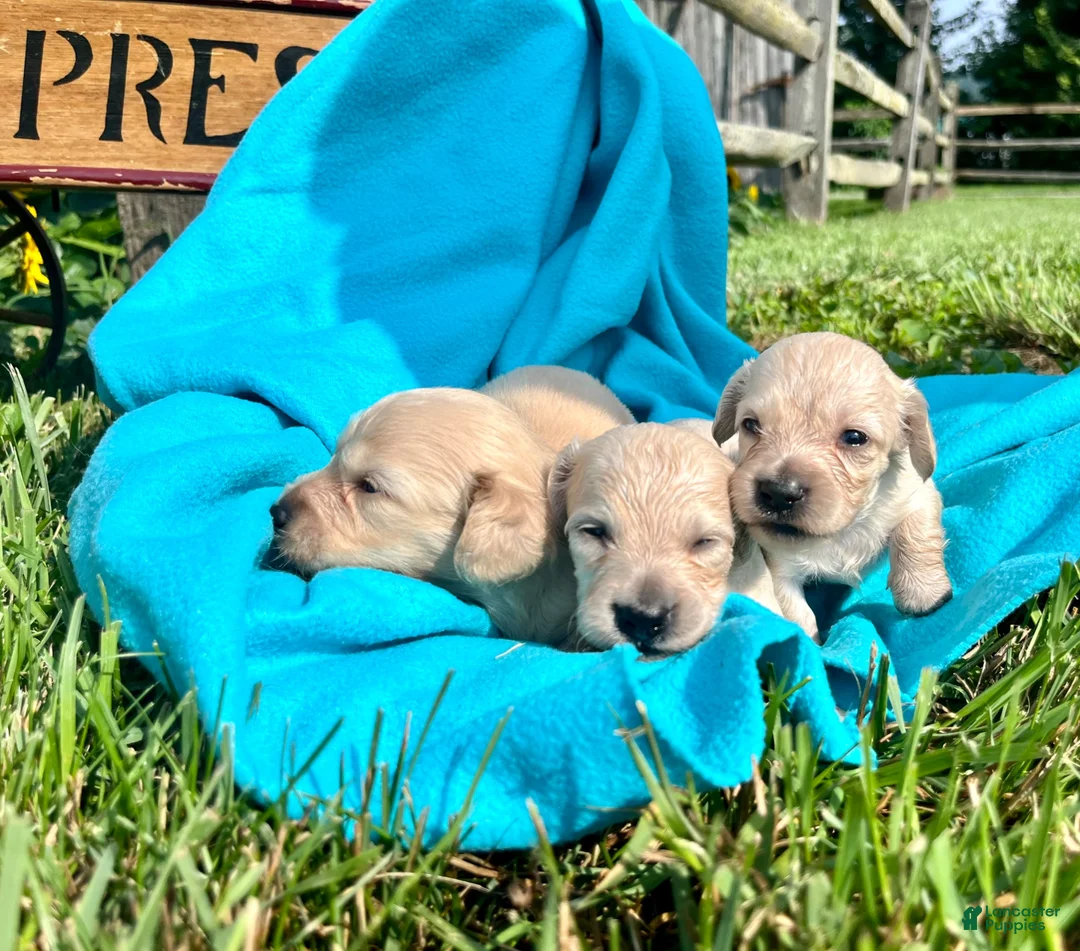 Dachshund dogs for sale: Ollie❤️AKC Long Haired - Ad 1