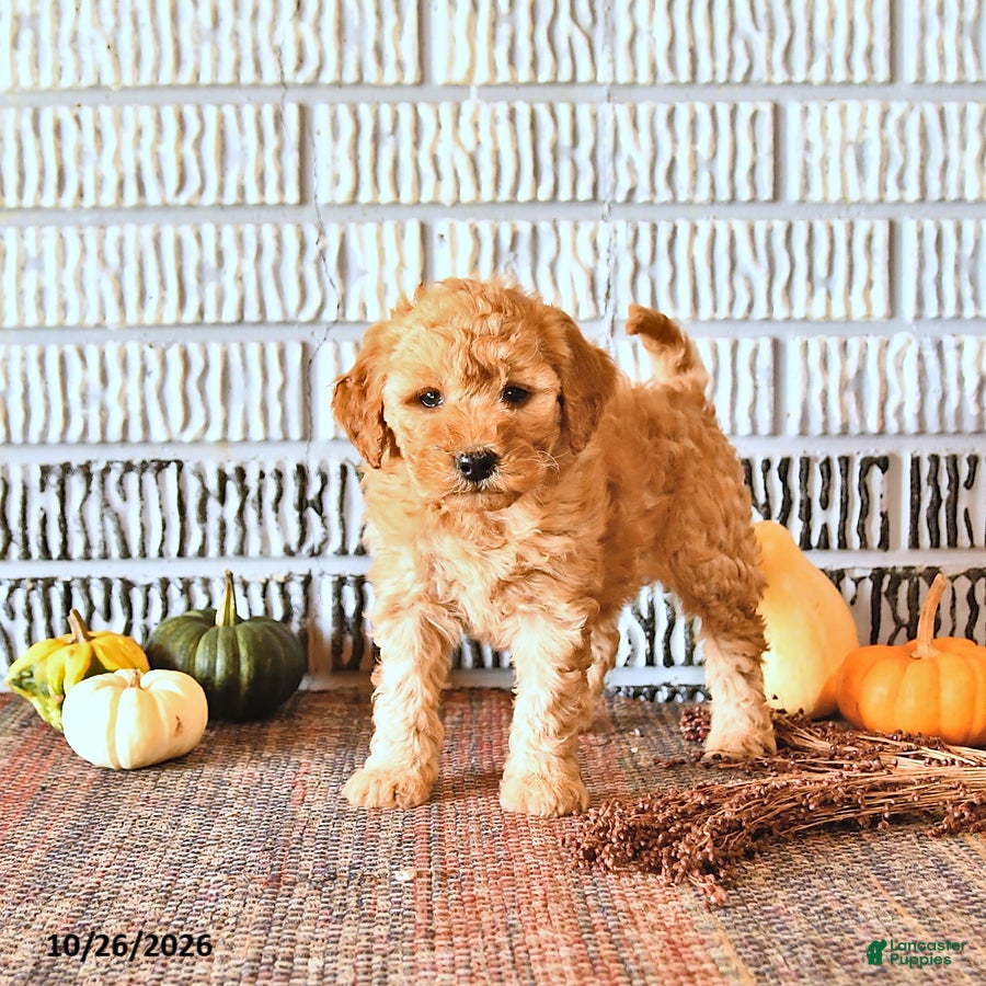Mini Goldendoodle dogs for sale: Reese - Ad 1