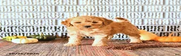Mini Goldendoodle dogs for sale: Reese - Ad 1