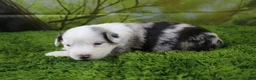 Miniature Australian Shepherd dogs for sale: George - Ad 2