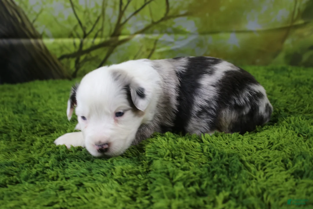 Miniature Australian Shepherd dogs for sale: George - Ad 2