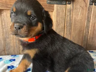 Rottweiler dogs Xena - Ad 1
