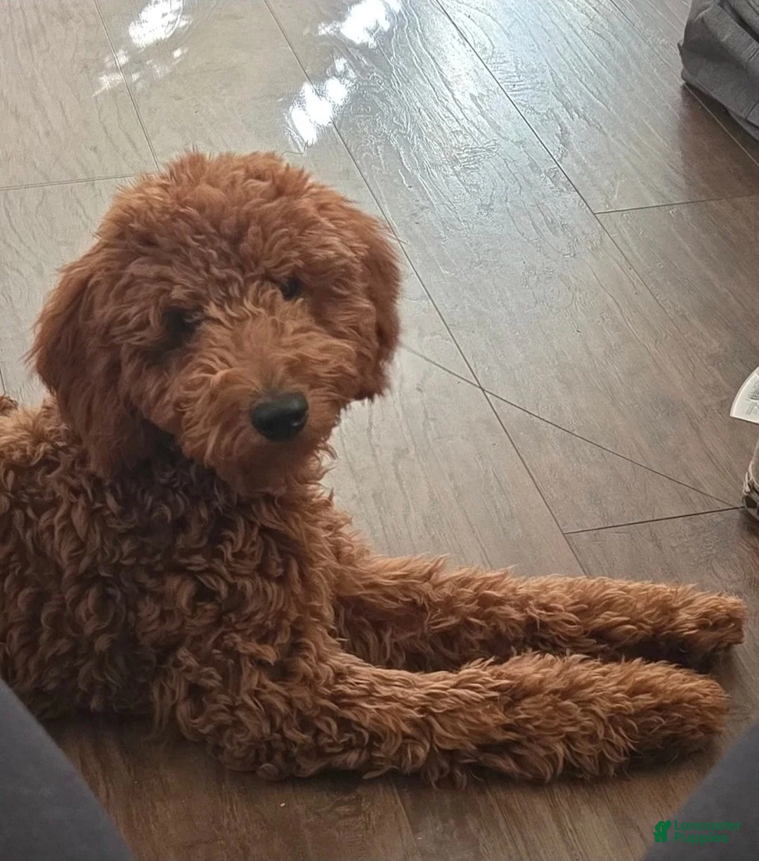 Mini Goldendoodle dogs for sale: Mini Goldendoodle 1 - Ad 3