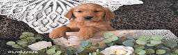 Golden Retriever dogs for sale: Kacey - Ad 3