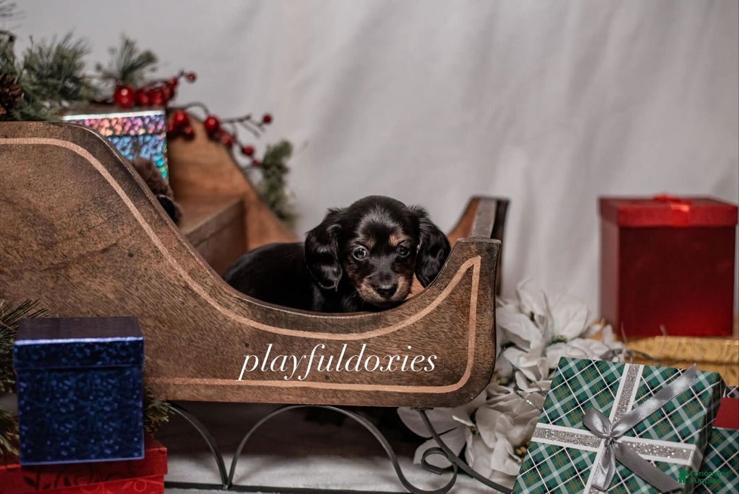 Miniature Dachshund dogs for sale: Red Collar Black & Tan Dachshund Puppy - Ad 4