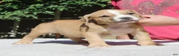 American Bully dogs for sale: American Bully 3 - Ad 1
