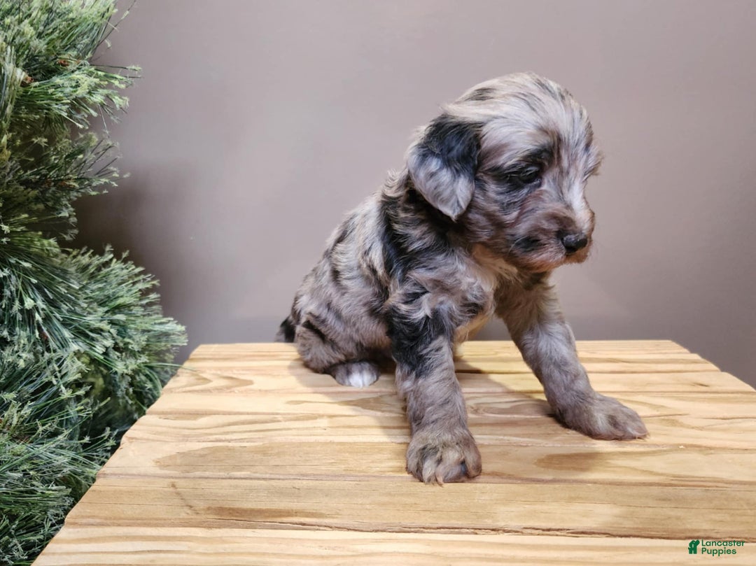Mini Bernedoodle dogs for sale: Blitz - Ad 7