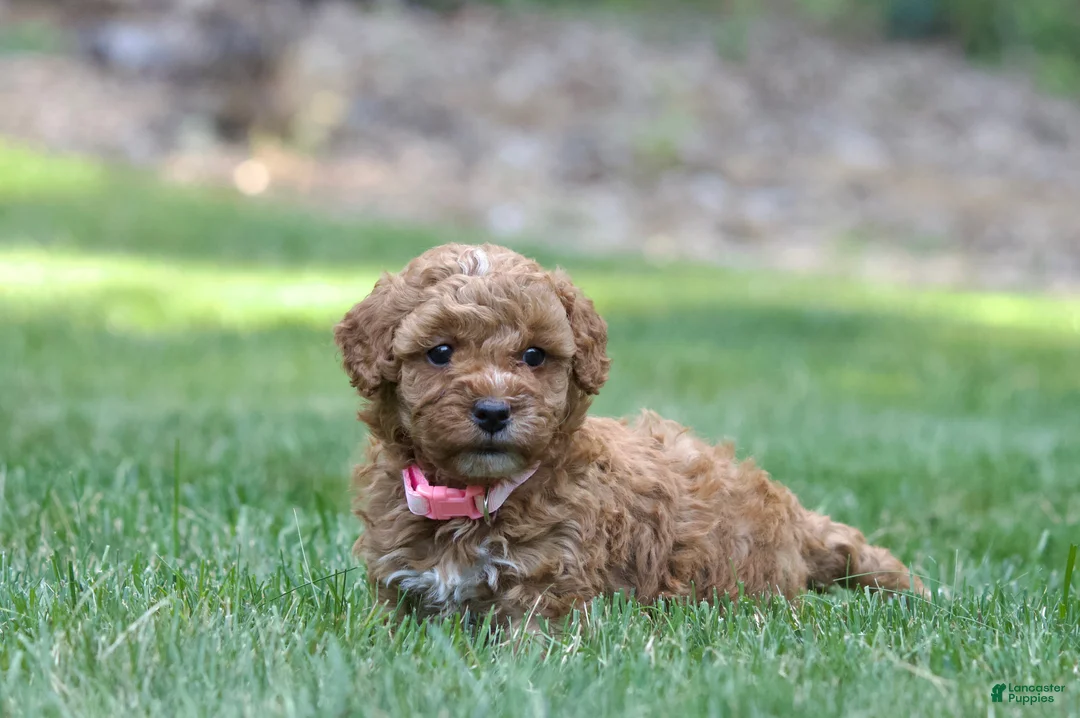 Miniature Poodle dogs for sale: Miniature Poodle 2 - Ad 1