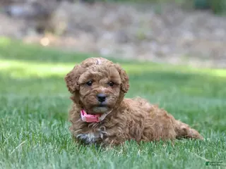 Miniature Poodle dogs Miniature Poodle 2 - Ad 8