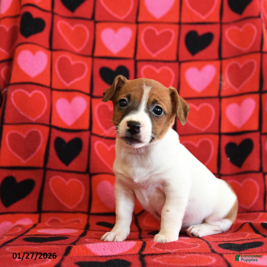 Jack Russell Terrier dogs Juliet - Ad 2