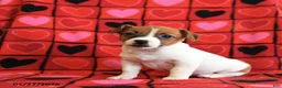 Jack Russell Terrier dogs for sale: Juliet - Ad 2