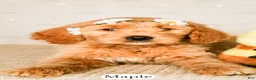 Goldendoodle dogs for sale: Maple - Ad 9