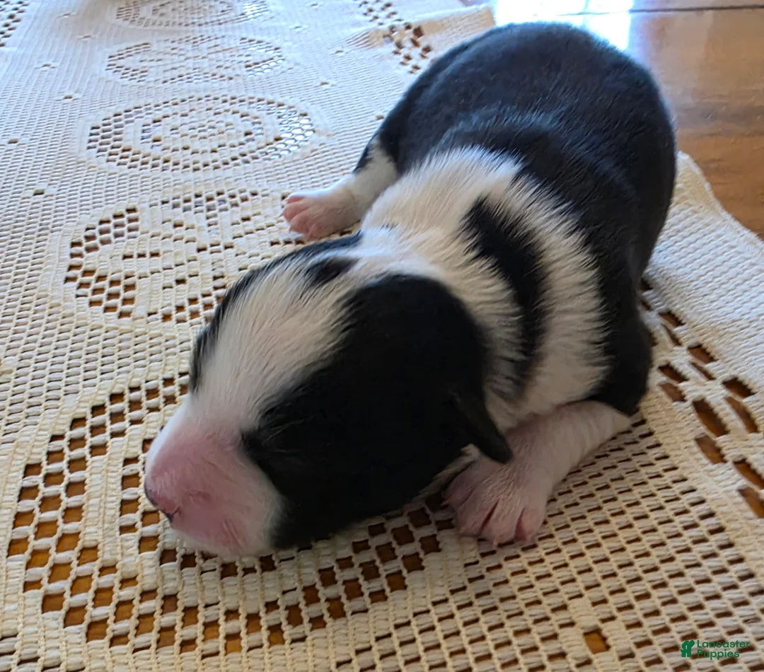 Border Collie dogs for sale: Border Collie Puppy 1 - Ad 4