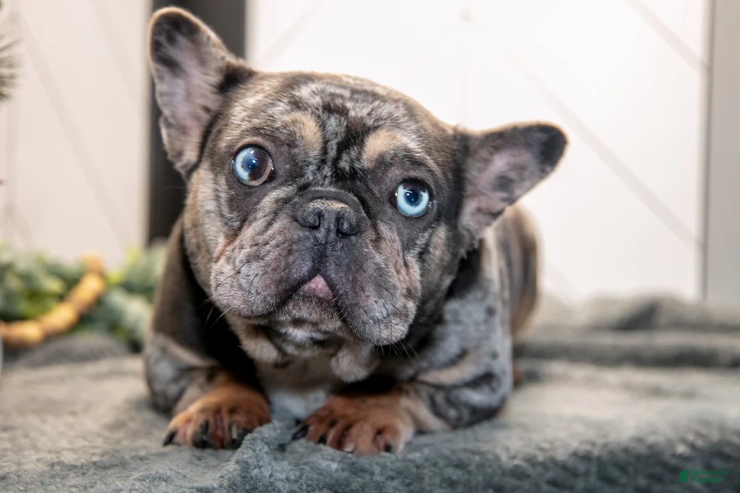 French Bulldog dogs for sale: Leah - Ad 2