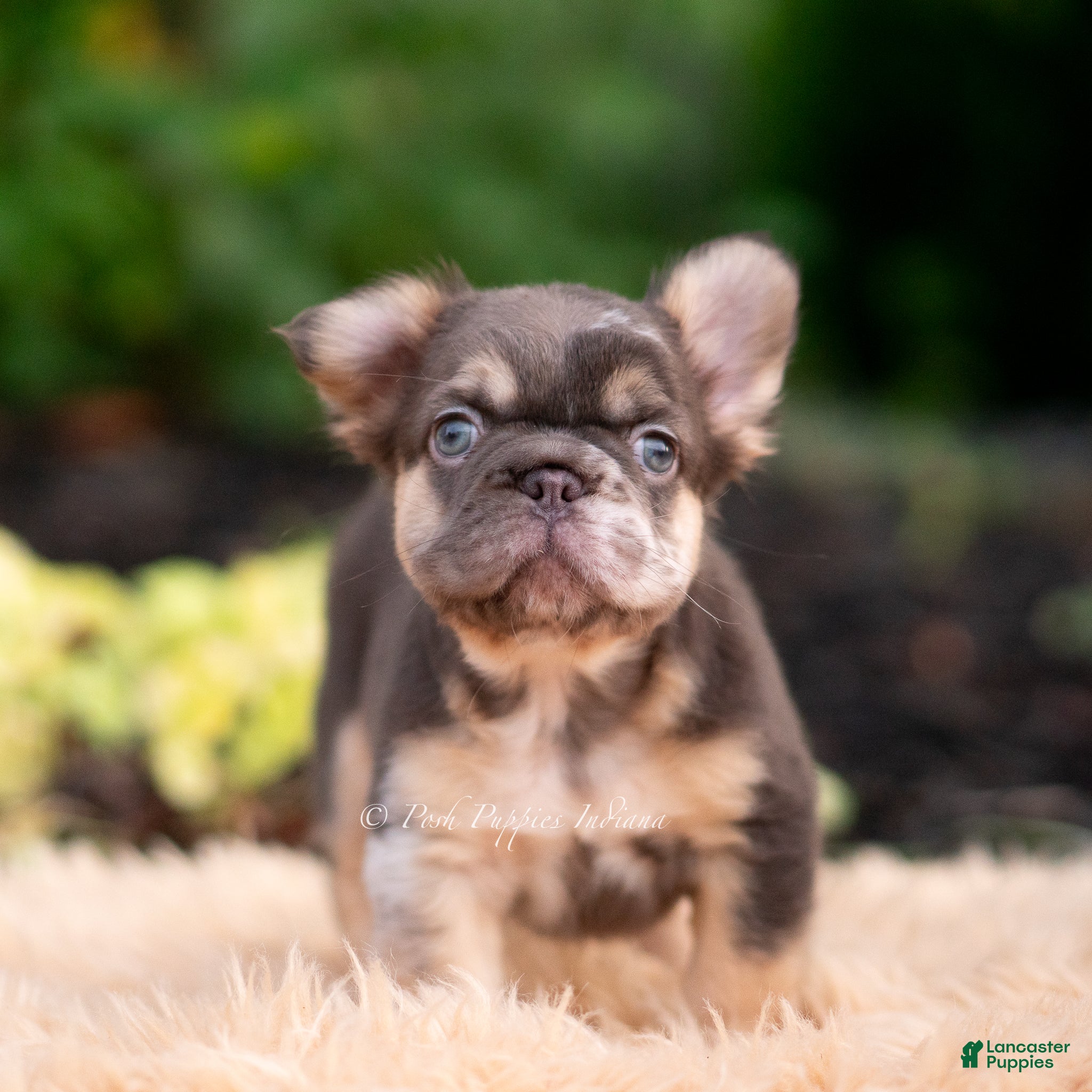 French Bulldog dogs Baby yoda - Ad 7