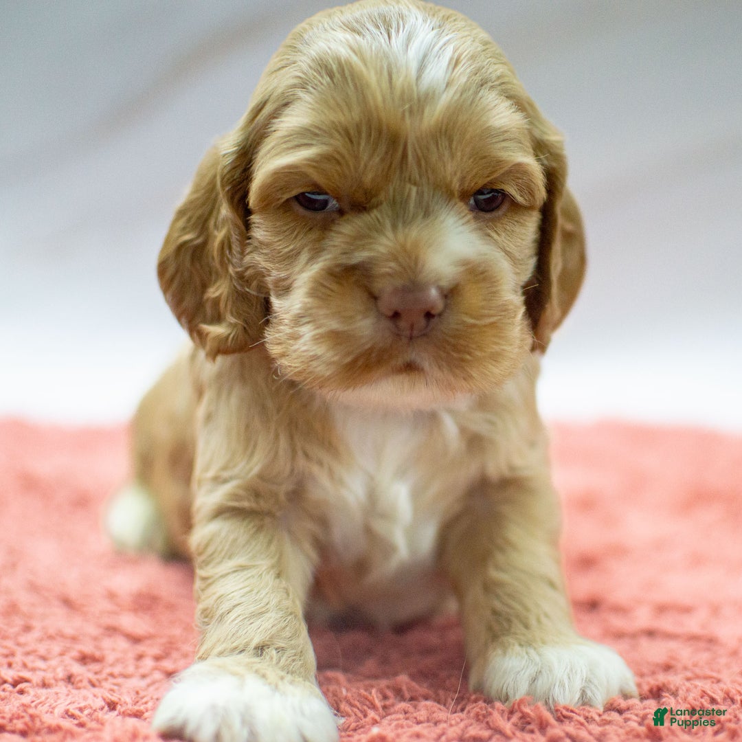 Cocker Spaniel dogs for sale: Neeko - Ad 1
