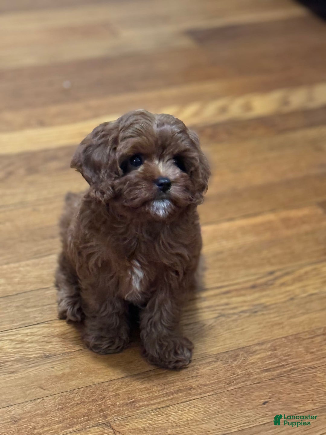 Gallery Image {{count}}