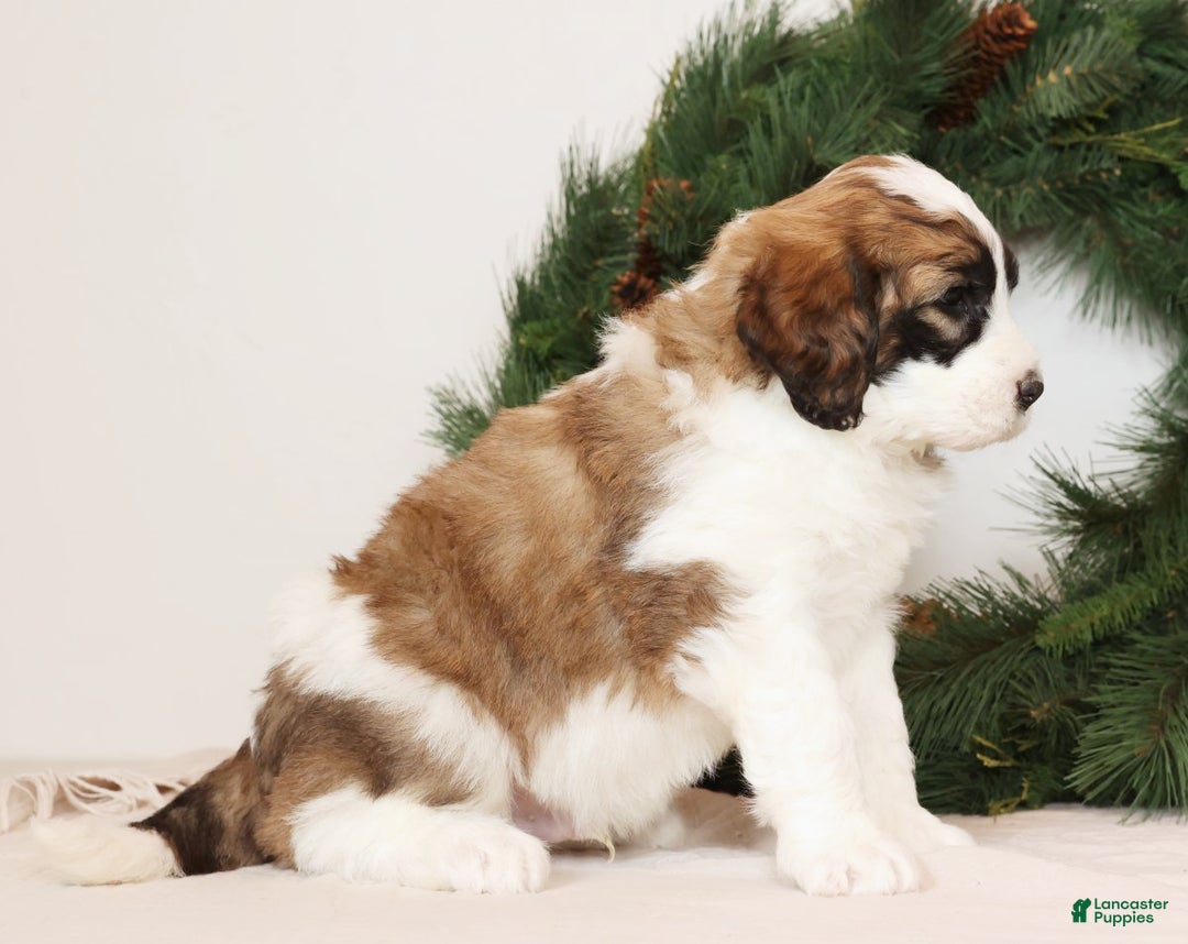 Saint Berdoodles dogs for sale: George - Ad 4