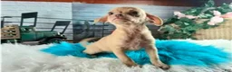 Chihuahua dogs for sale: NATIONWIDE DELIVERY teacup underbite - Ad 5