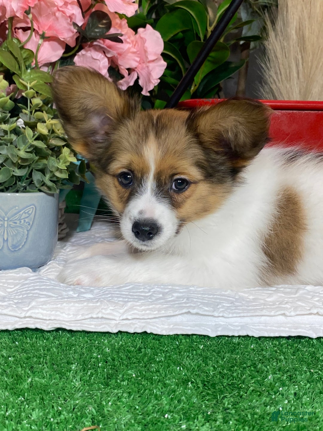 Papillon dogs for sale: Ricky  - Ad 7