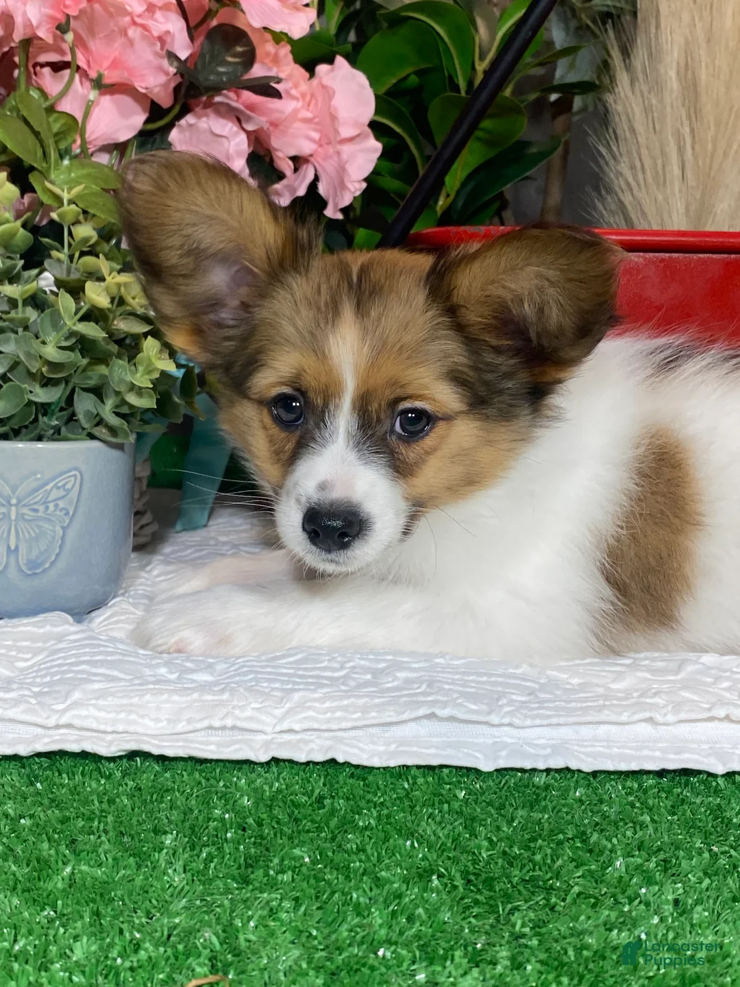 Papillon dogs for sale: Ricky  - Ad 7