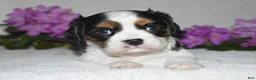 Cavalier King Charles Spaniel dogs for sale: Scout - Ad 2
