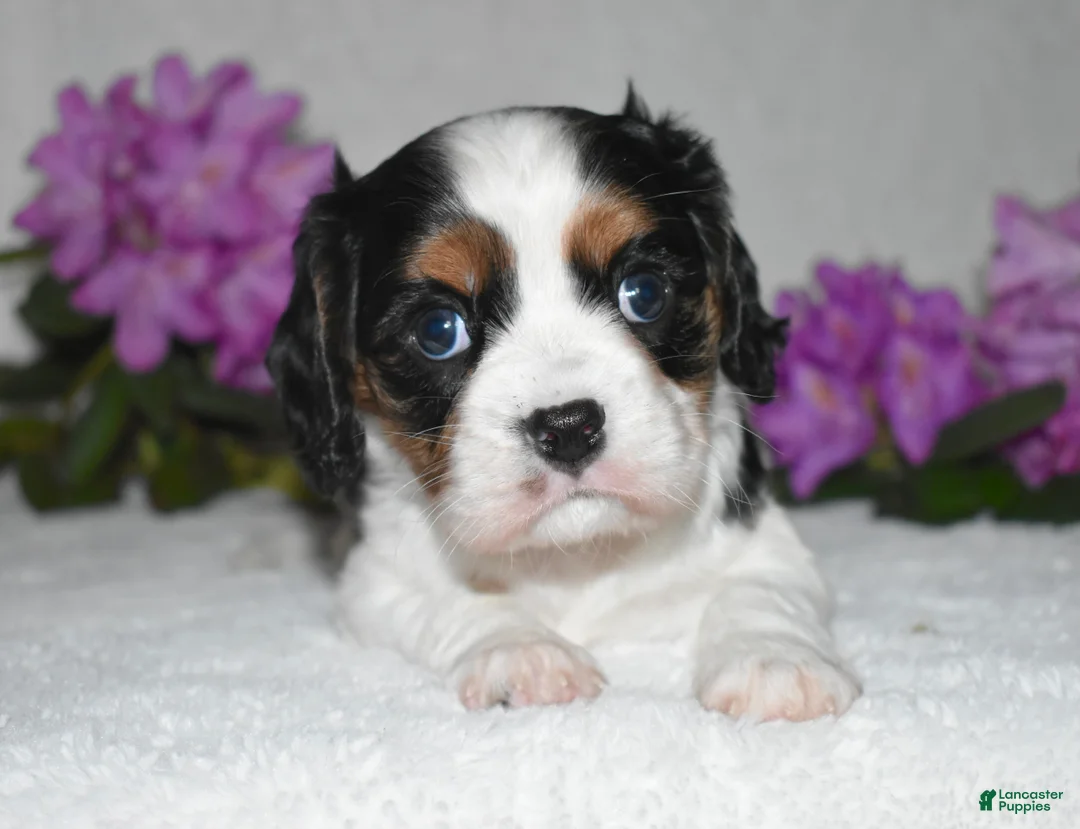 Cavalier King Charles Spaniel dogs for sale: Scout - Ad 2