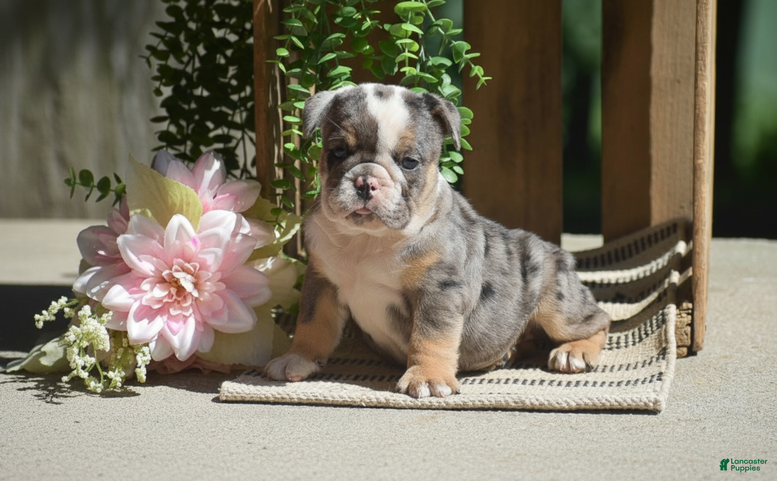 English Bulldog dogs Macey - Ad 1
