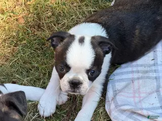Boston Terrier dogs Lenny - Ad 3