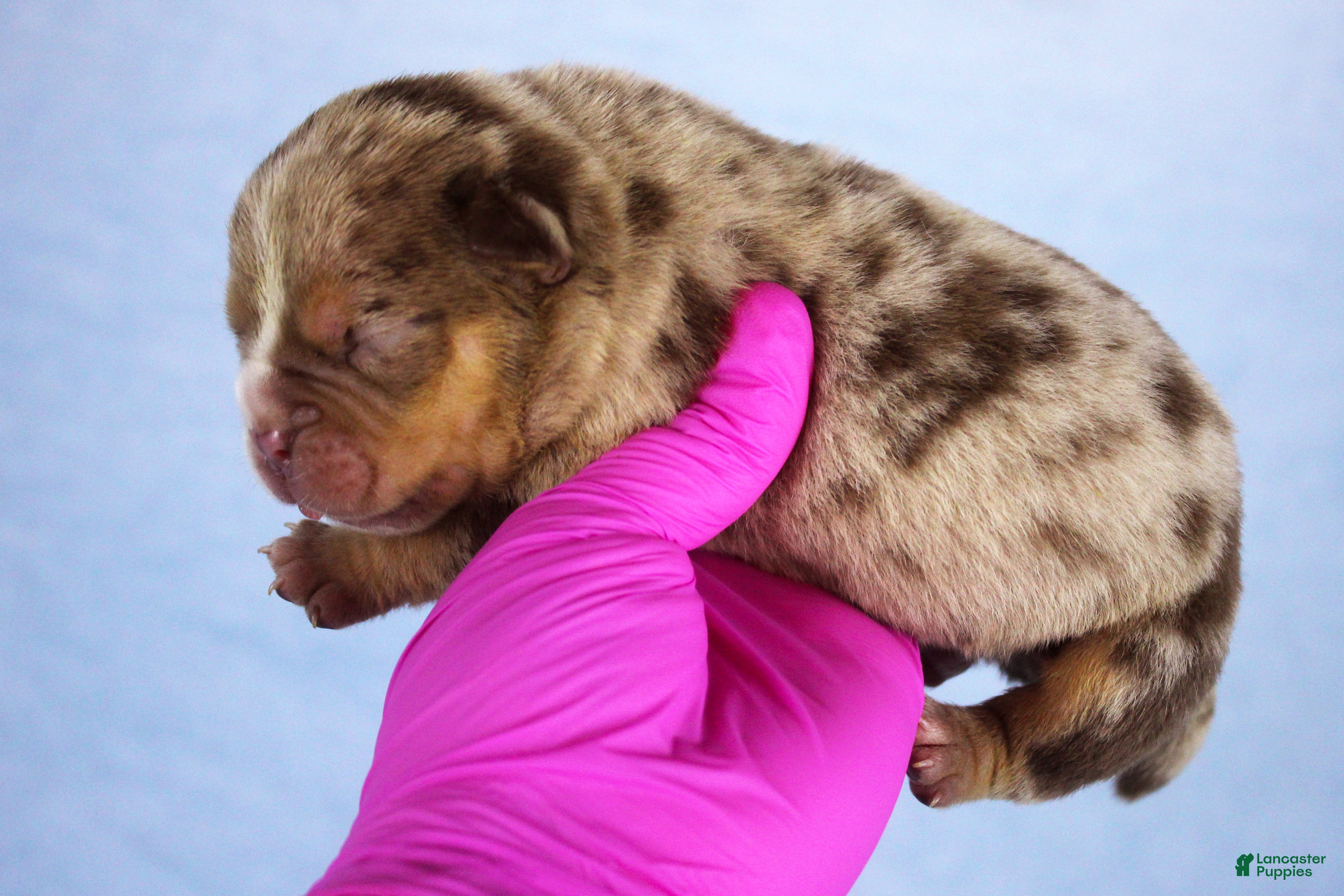 American Bully dogs Chocolate Tri Merle Male - Ad 1