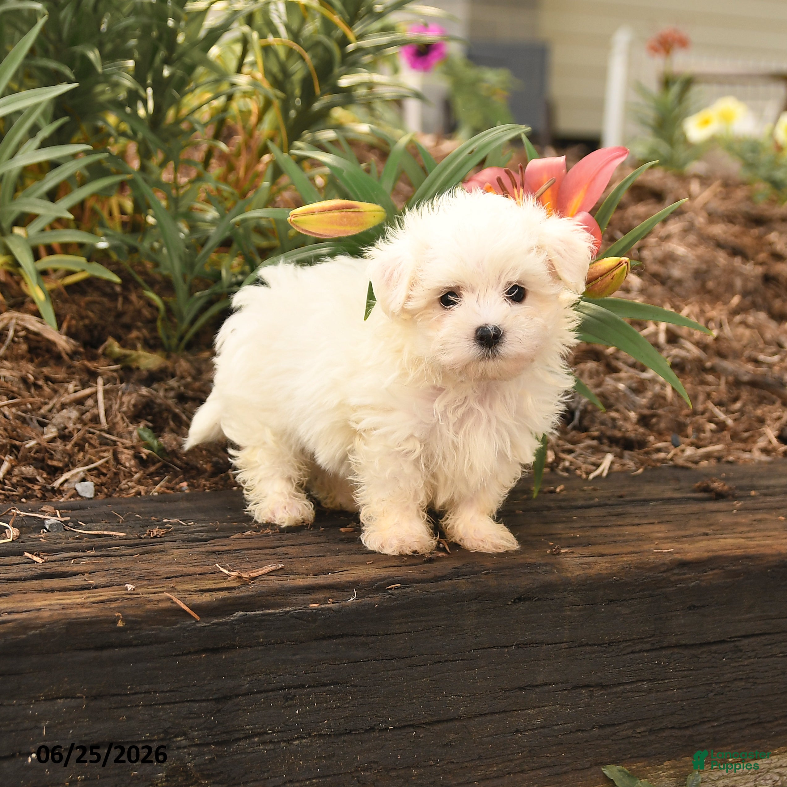 Maltese dogs Ronny - Ad 1