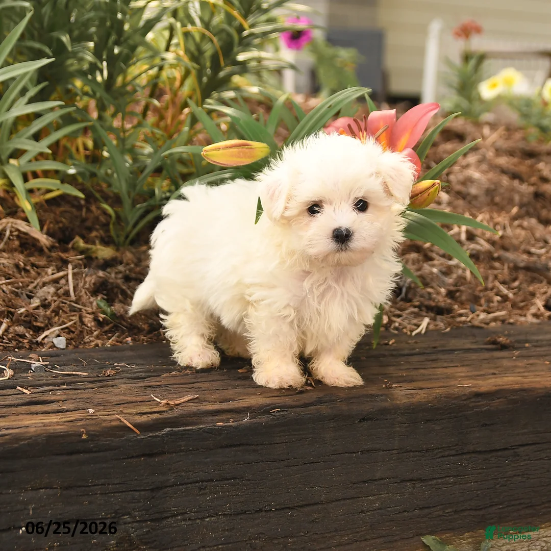 Maltese dogs for sale: Ronny - Ad 1