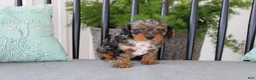 Cavapoo dogs for sale: Teddy - Ad 8