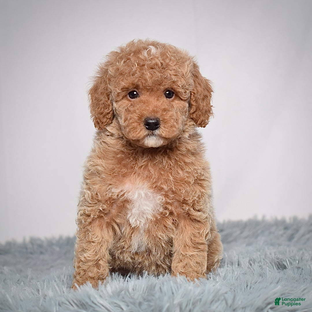 Mini Goldendoodle dogs for sale: Ms. Olivia - Ad 7