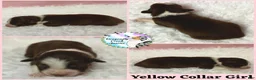 Australian Shepherd dogs for sale: Bee - Ad 5
