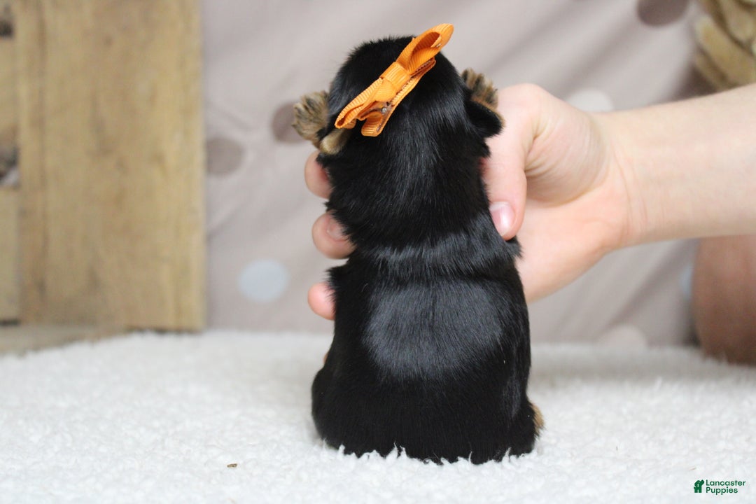 Yorkshire Terrier dogs for sale: Juliana - Ad 10