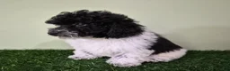 Miniature Poodle dogs for sale: Cooper - Ad 3