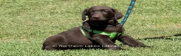 Labrador Retriever dogs for sale: Elijah - Ad 2