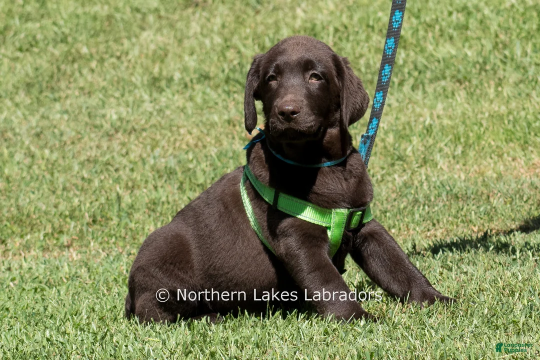 Labrador Retriever dogs for sale: Elijah - Ad 2