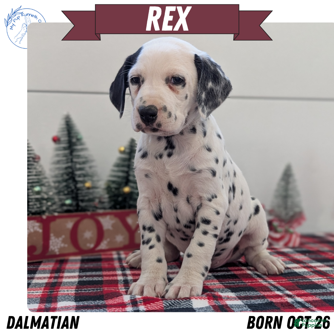 Dalmatian dogs Rex - Ad 6