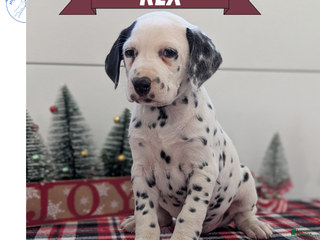 Dalmatian dogs Rex - Ad 40