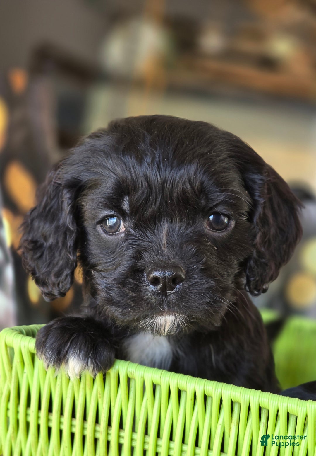 Mixed Breed dogs for sale: Jangles - Ad 2