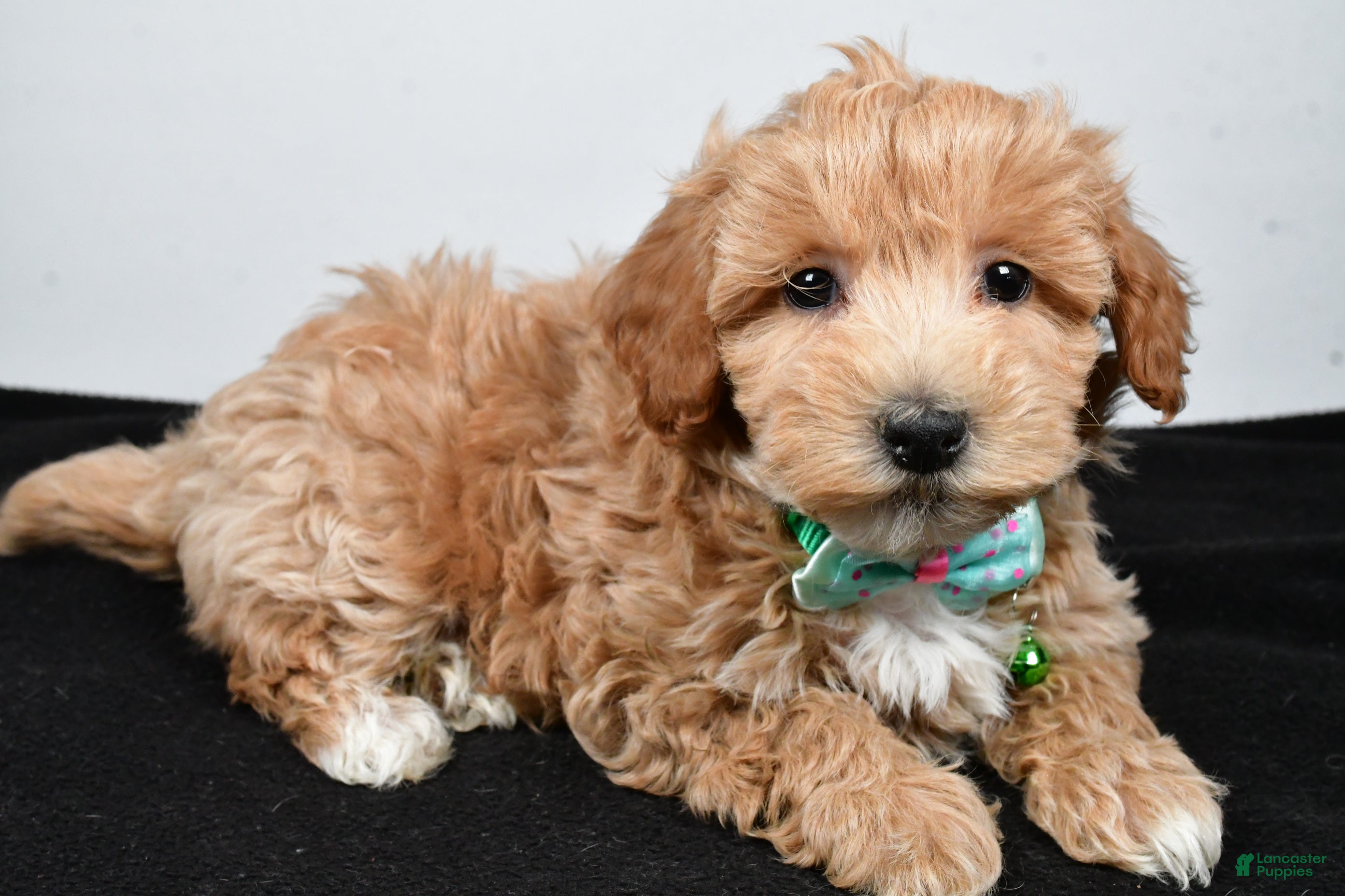 Maltipoo dogs Skipper - Ad 11