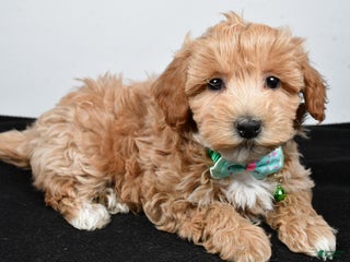 Maltipoo dogs Skipper - Ad 6