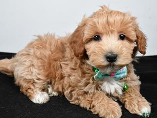 Maltipoo dogs Skipper - Ad 34