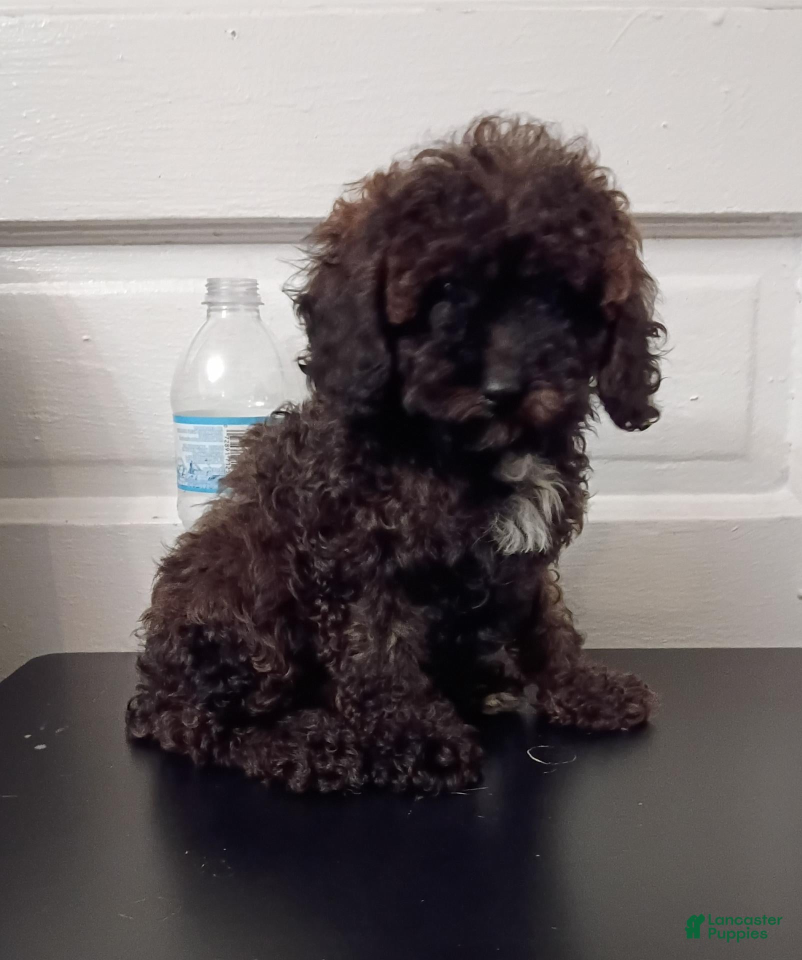 Miniature Poodle dogs Miniature Poodle 1 - Ad 1