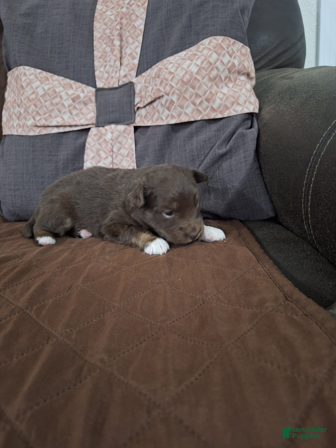 Miniature Australian Shepherd dogs for sale: Miniature Australian Shepherd Puppy 5 - Ad 1