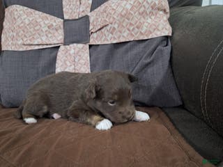 Miniature Australian Shepherd dogs Miniature Australian Shepherd Puppy 5 - Ad 14
